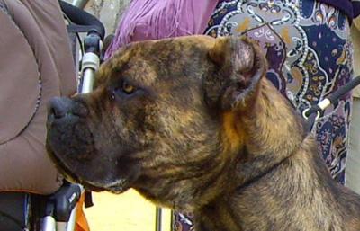 cachorros de Alano español