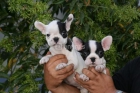 CACHORROS DE BULLDOG FRANCES, PRECIOSOS - mejor precio | unprecio.es