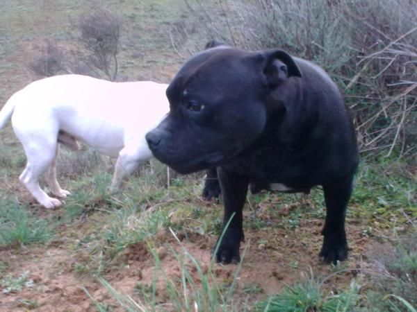 camada staffordshire bullterrier