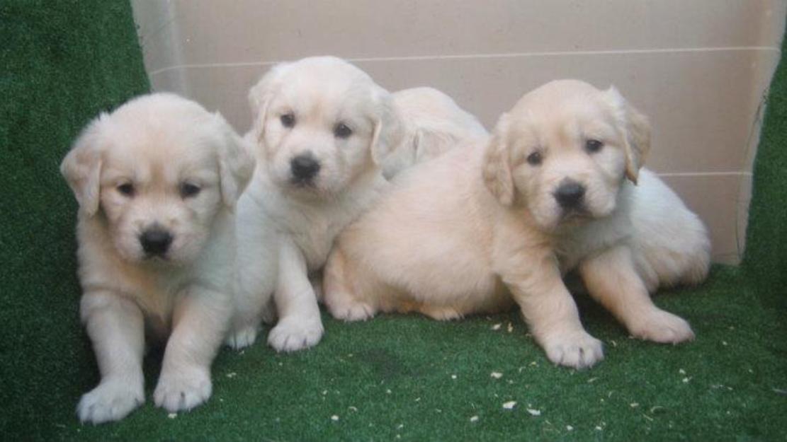 Goldens preciosos cachorros con pedigri nacionales