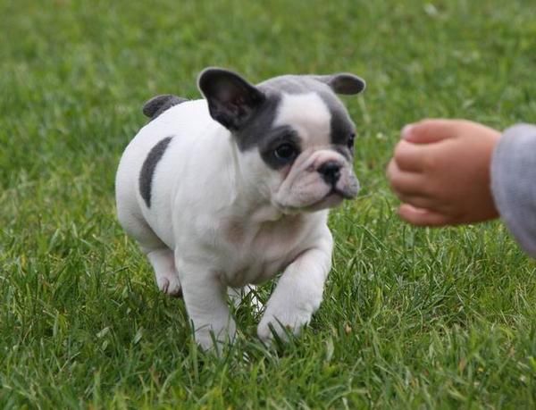 No lo Dudes Visitanos Disponemos de Bulldog Frances con 2 Meses y Pedigre en Madrid