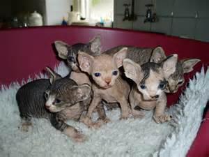 Precioso macho y hembra sphynx