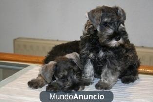 Preciosos cachorritos de Schnauzer miniatura con pedigree.