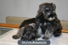 Preciosos cachorritos de Schnauzer miniatura con pedigree. - mejor precio | unprecio.es