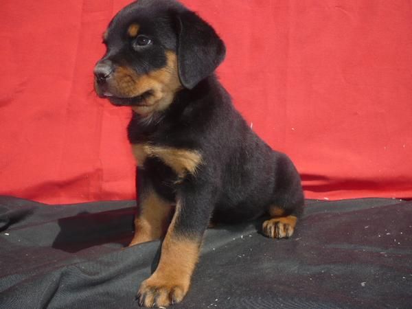 ROTTWEILLER CACHORROS QUE TE ENAMORARAN SON DE ESCANDALO