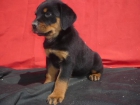 ROTTWEILLER CACHORROS QUE TE ENAMORARAN SON DE ESCANDALO - mejor precio | unprecio.es