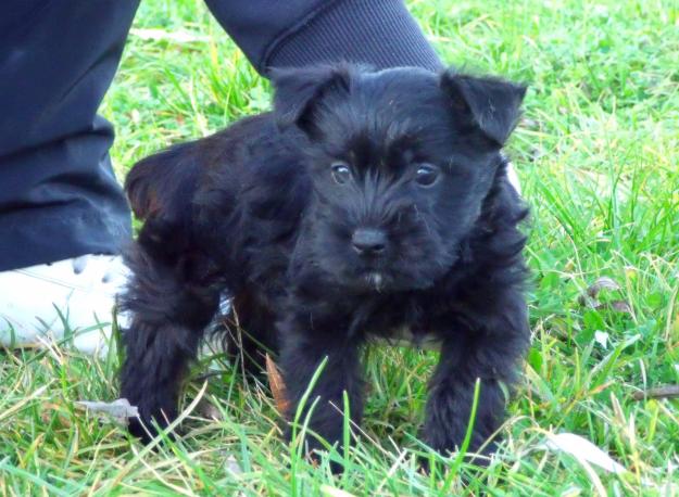 schnauzer cachorros