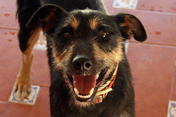 LUIGI, adorable prerrito en adopción