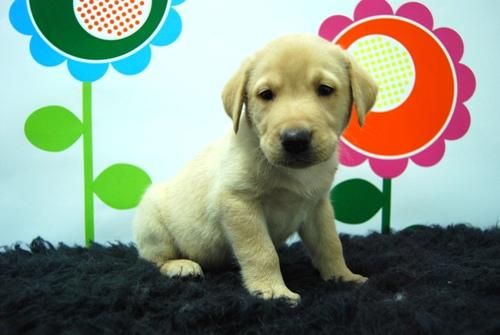 cachorros con garantías por escrito (labradores)