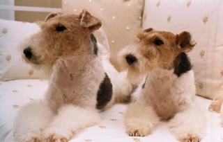 CACHORROS FOX TERRIER- WIRE para casa o exposición