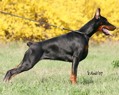 Dobermann Excelente Camada