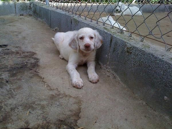 Macho de setter ingles de 3 meses blanco naranja