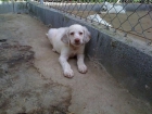 Macho de setter ingles de 3 meses blanco naranja - mejor precio | unprecio.es