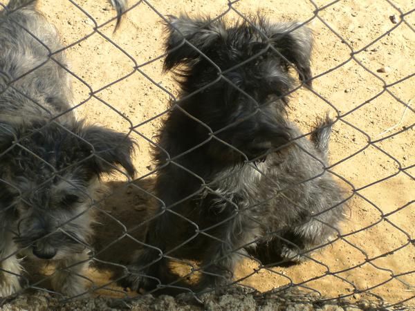 se vende schnauzer miniatura