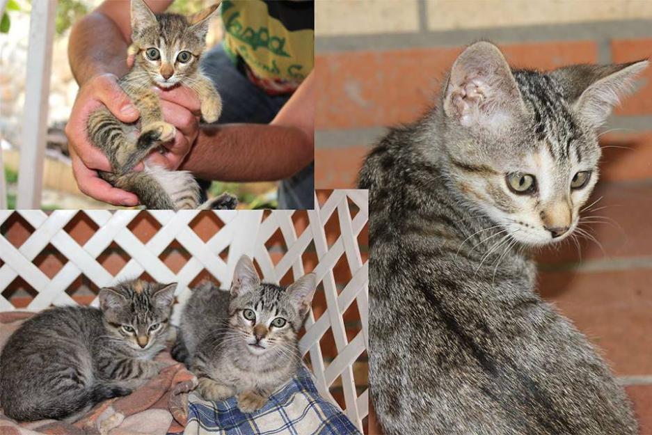 Street - preciosos gatitos atigrados de junio en adopción o acogida