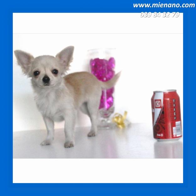 VENTA DE CHIHUAHUAS MINI, ENVIOS CONTRA REEMBOLSO