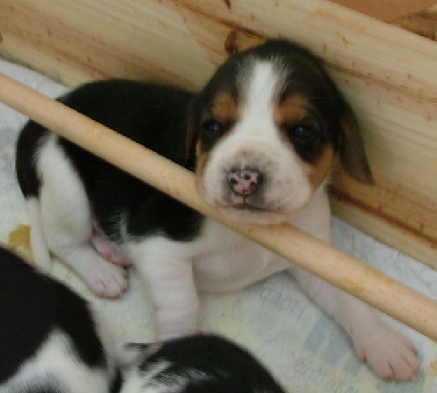 Cachorros de Beagles criados en  familia