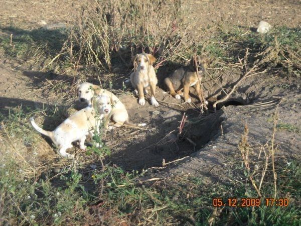 Cachorros en un campo, urgen hogares