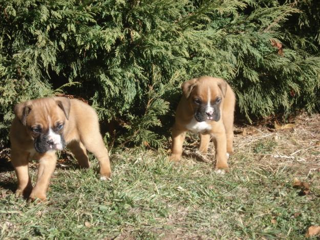 DOS BOXER MACHOS