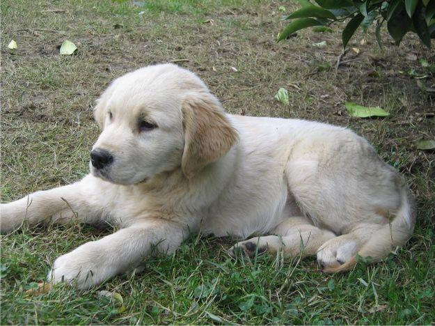 GOLDEN RETRIEVER - Gran descuento !