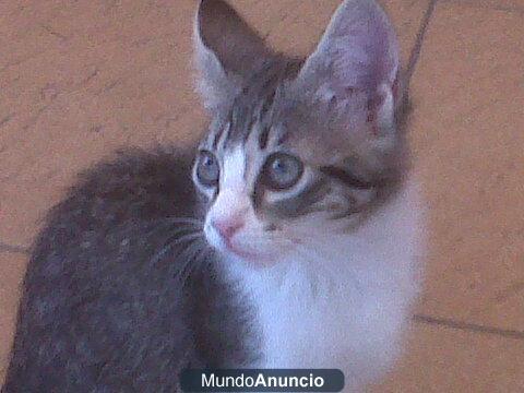 Regalo gatita 4 meses