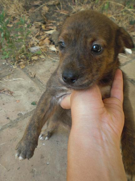 SPIRIT, cachorro tamaño medianoe en un futuro