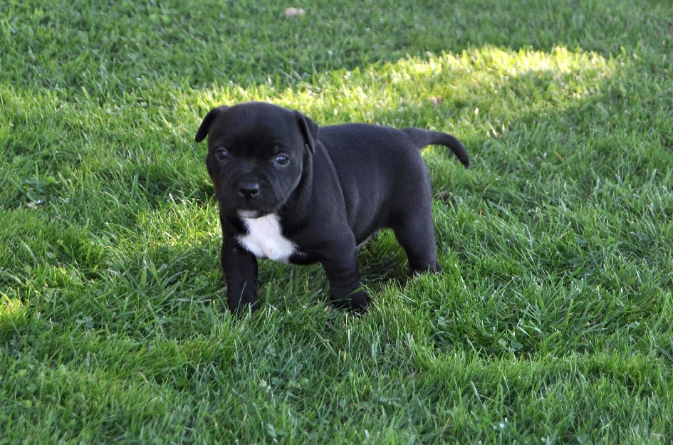 Staffordshire bull terrier , cachorros nacionales de calidad