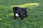 Staffordshire bull terrier , cachorros nacionales de calidad - mejor precio | unprecio.es