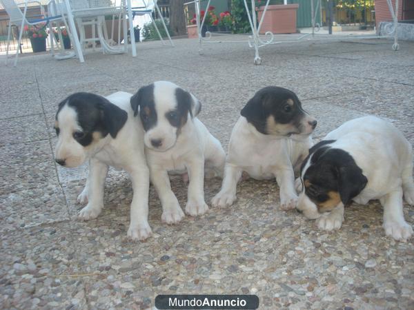 vendo camada de bodegueros andaluces