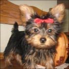 Yorkshire Terrier de Yorkmari125e - mejor precio | unprecio.es