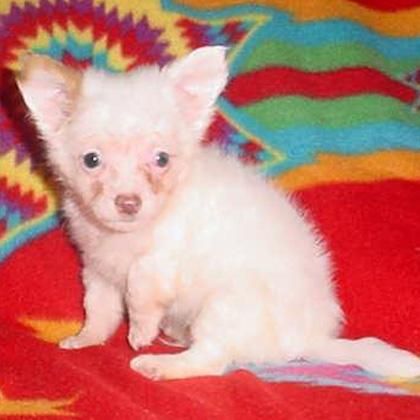 Chihuahua cachorros disponibles para adopción.