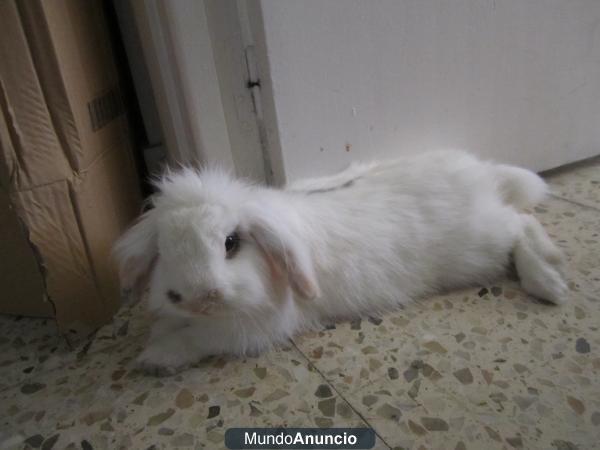 Conejo belier-angora de 11 meses necesita un nuevo hogar