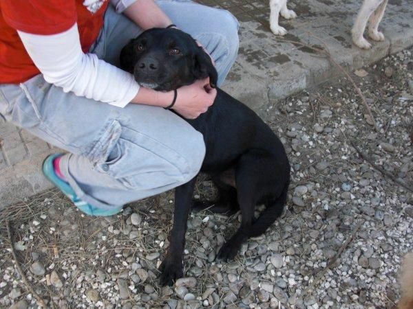 Ernesto, perro tamaño pequeño, 1 año, Cádiz (Kimba)