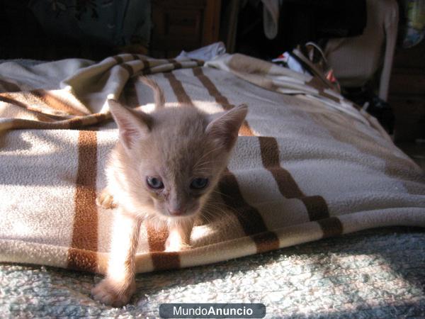 gatito macho de un mes busca hogar urgente