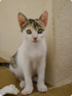 GATITOS EN ADOPCION - mejor precio | unprecio.es