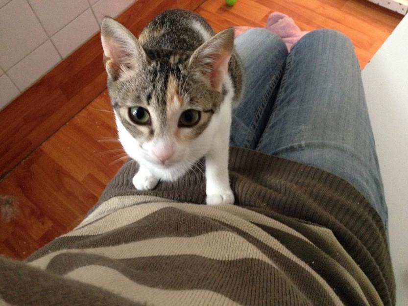 Kendra, preciosa y mimosa gatita tricolor de 3 meses. Álava