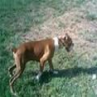 VENDO CACHORRITO DE BOXER - mejor precio | unprecio.es