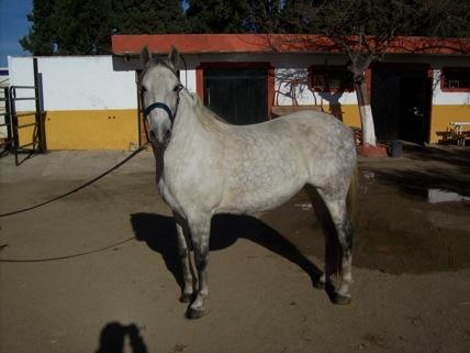 VENDO HERMOSA YEGUA CON BUENOS ORIGENES