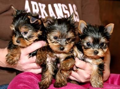 Yorkshire Terrier con excelente pedigree