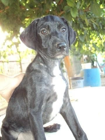 zigo cachorro en adopcion