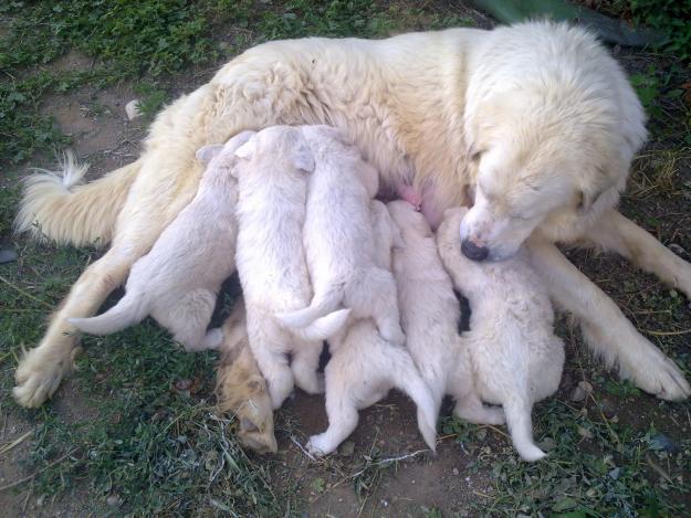 CACHORROS MONTAÑA DE LOS PIRINEOS