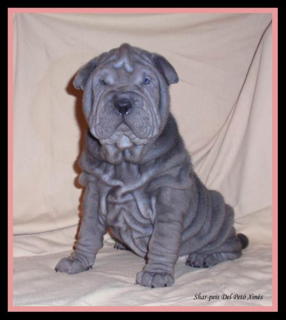 Cachorro hembra de shar-pei azul