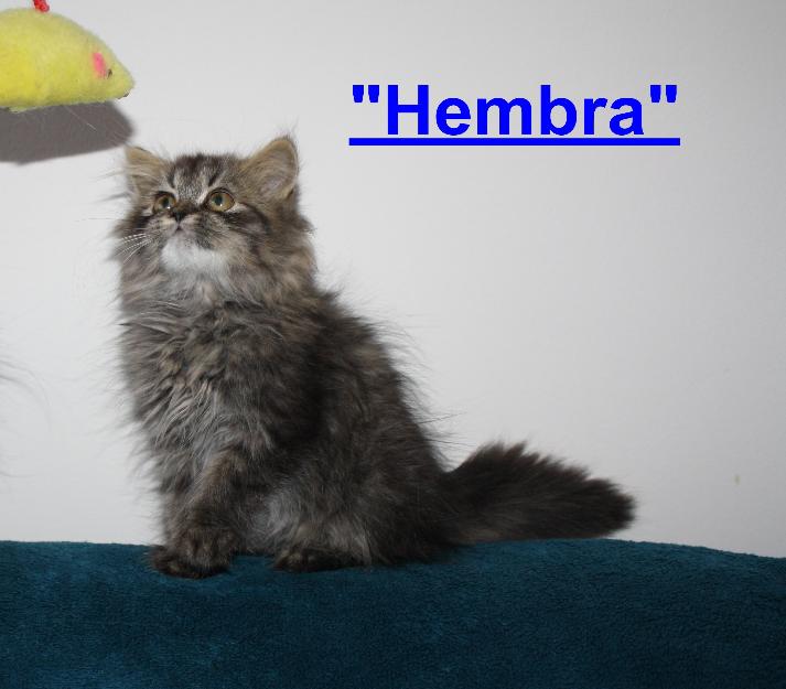 Gato persa hembra