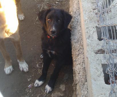 JAM, PRECIOSA CACHORRITA PASTOR BELGA-BORDER COLLIE DE SEIS MESES EN ADOPCIÓN O ACOGIDA‏