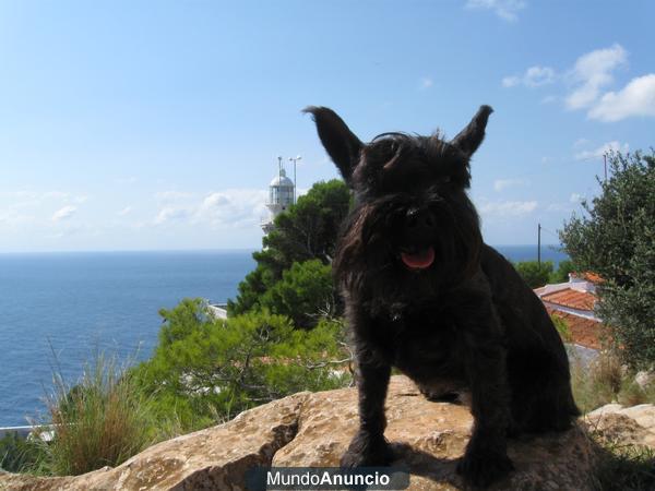 SCHNAUZER MINI NEGRO BUSCA MACHO PARA MONTA