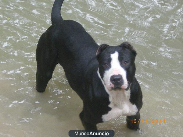 SE OFRECE ESTE GRAN EJEMPLAR DE AMERICAN STANFORDSHIRE TERRIER PARA MONTA