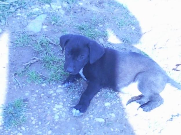 URGE 5 DIAS PARA  ENCONTRAR ACOGIDA / ADOPCION