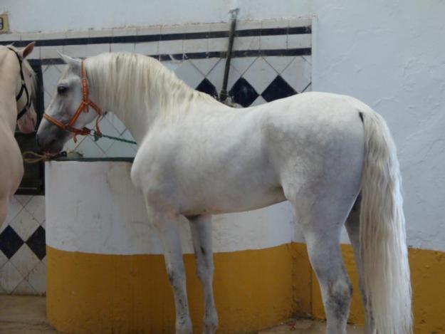 venta de caballos 