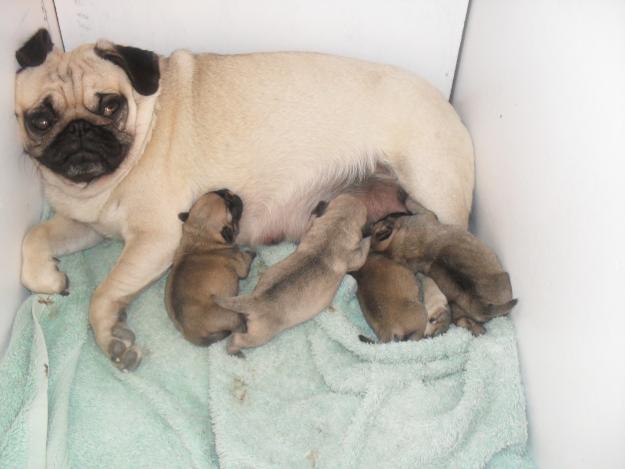 venta de cachorros de carlinos