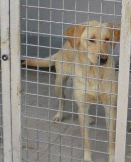 2 Labradoras en adopción urgente